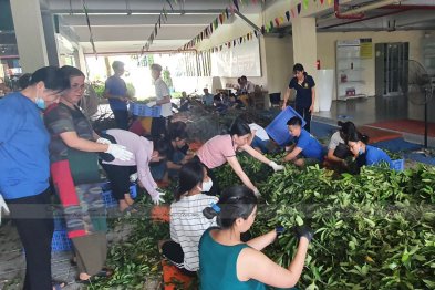 Làm thuốc ở Trường Xanh Tuệ Đức, Khu Đô Thị Thanh Hà, Hà Nội