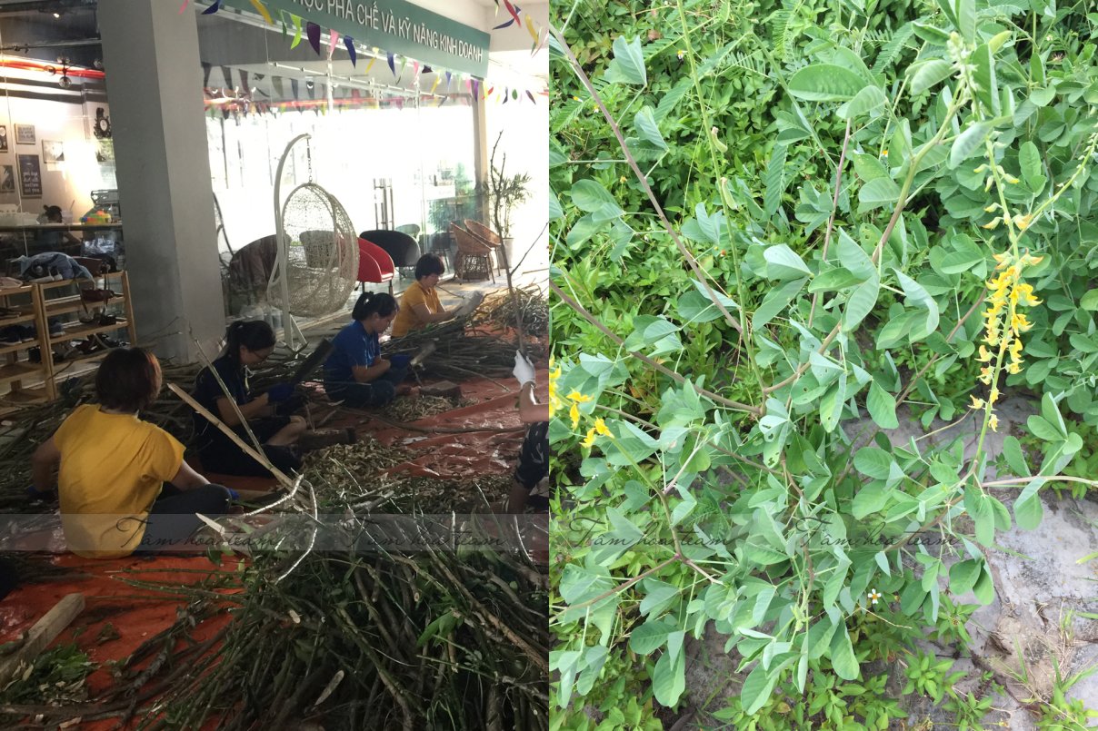 Làm thuốc ở Trường Xanh Tuệ Đức, Khu Đô Thị Thanh Hà, Hà Nội