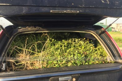 Hái cây thuốc Nam tại Thạch Thất - Hà Nội (23.06.2020) 