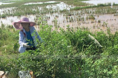 Hái cây thuốc Nam tại Thạch Thất - Hà Nội (23.06.2020) 