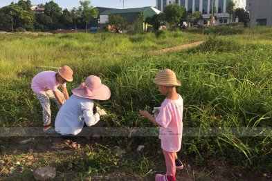 Hái cây thuốc Nam tại Thạch Thất - Hà Nội (23.06.2020) 