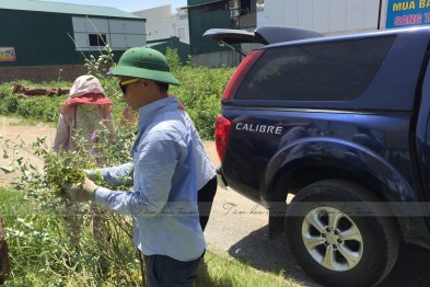 Hái cây thuốc Nam tại Thạch Thất - Hà Nội (27.06.2020) 