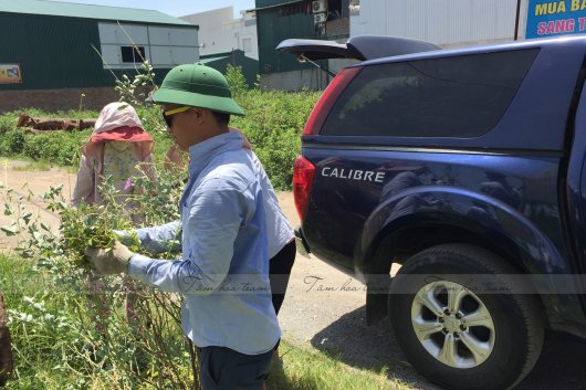 Hái cây thuốc Nam tại Thạch Thất - Hà Nội (27.06.2020) 
