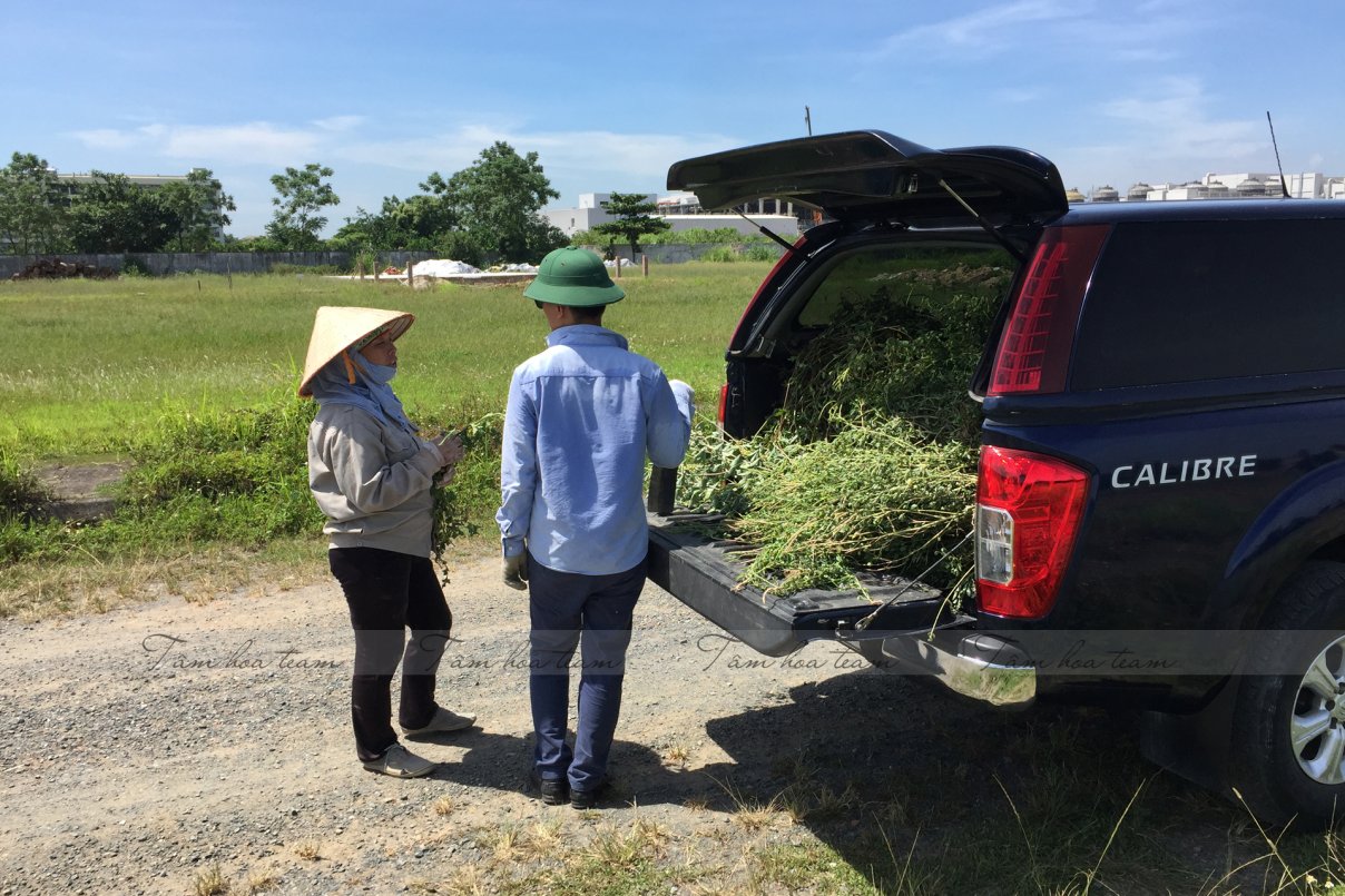 Hái cây thuốc Nam tại Thạch Thất - Hà Nội (27.06.2020) 