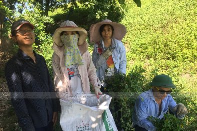 Hái cây thuốc Nam tại Đông Anh - Hà Nội (28.06.2020)