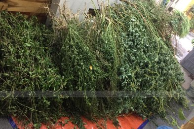 Hái cây thuốc Nam tại Đông Anh - Hà Nội (28.06.2020)