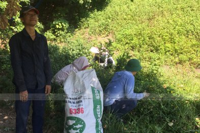 Hái cây thuốc Nam tại Đông Anh - Hà Nội (28.06.2020)