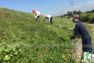 Hái cây thuốc Nam tại Đông Anh - Hà Nội (28.06.2020)
