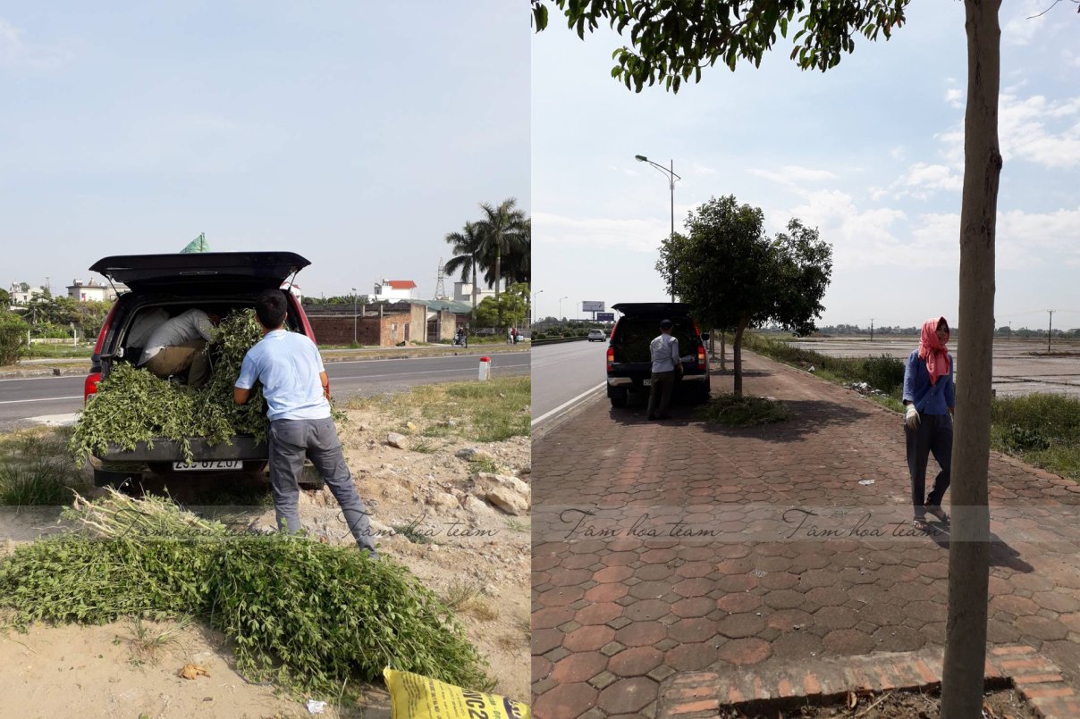 Hái cây thuốc Nam tại Nam Định, Thái Bình (30.06.2020)