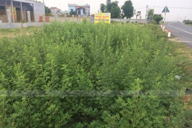 Hái cây thuốc Nam tại Nam Định, Thái Bình (30.06.2020)