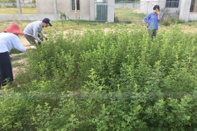 Hái cây thuốc Nam tại Nam Định, Thái Bình (30.06.2020)