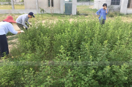 Hái cây thuốc Nam tại Nam Định, Thái Bình (30.06.2020)