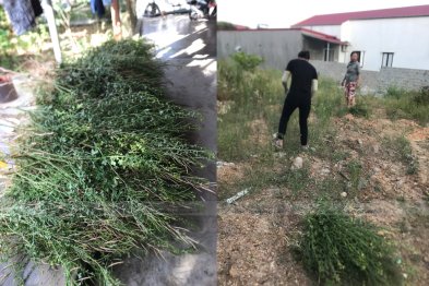 Hái thuốc tại Thị xã Kỳ Anh, Hà Tĩnh (05.07.2020)
