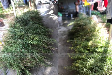 Hái thuốc tại Thị xã Kỳ Anh, Hà Tĩnh (05.07.2020)