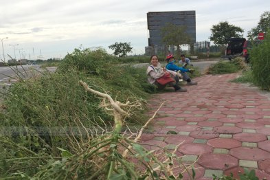 Hái thuốc tại Tp Nam Định (10-11.07.200)