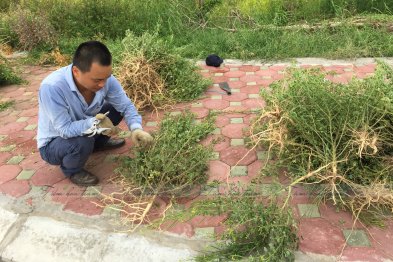 Hái thuốc tại Tp Nam Định (10-11.07.200)