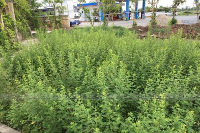 Hái thuốc tại Tp Nam Định (10-11.07.200)