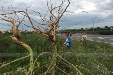 Hái thuốc tại Tp Nam Định (10-11.07.200)