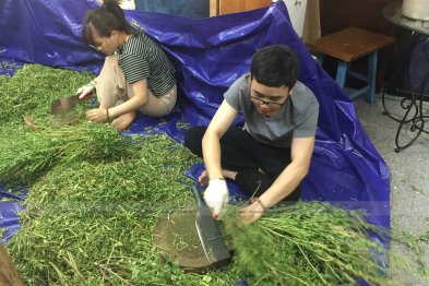 Sơ chế cây thuốc tại Happy Office + trường Xanh Tuệ Đức, Hà Nội (12-13.07.2020)