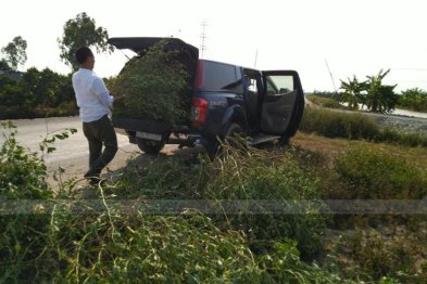 Hái cây thuốc Nam tại Hưng Yên (15.07.2020)