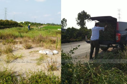 Hái cây thuốc Nam tại Hưng Yên (15.07.2020)