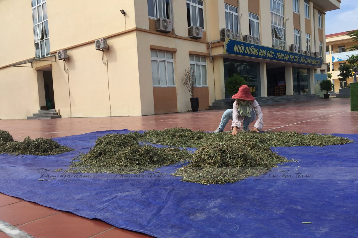 Phơi thuốc ở sân trường Xanh Tuệ Đức, Khu ĐT Thanh Hà, Hà Nội (20.07.2020)