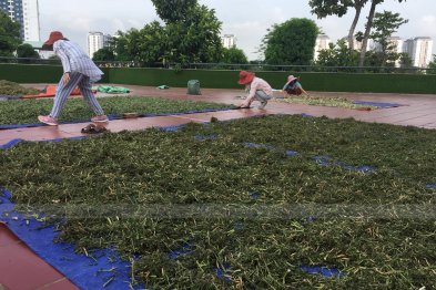 Phơi thuốc ở sân trường Xanh Tuệ Đức, Khu ĐT Thanh Hà, Hà Nội (20.07.2020)