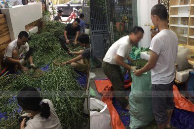 Sơ chế cây thuốc tại Happy Office Hà Nội (23.07.2020)
