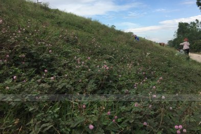 Hái cây thuốc Nam tại Đông Anh + HappyOffice - Hà Nội (01.08.2020)