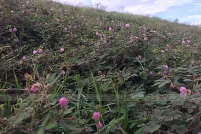 Hái cây thuốc Nam tại Đông Anh + HappyOffice - Hà Nội (01.08.2020)