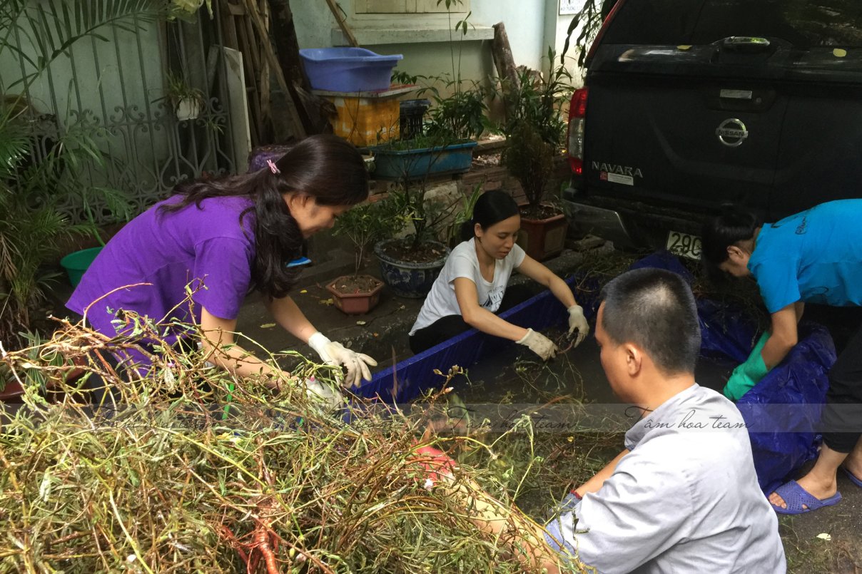 Hái cây thuốc Nam tại Đông Anh + HappyOffice - Hà Nội (01.08.2020)