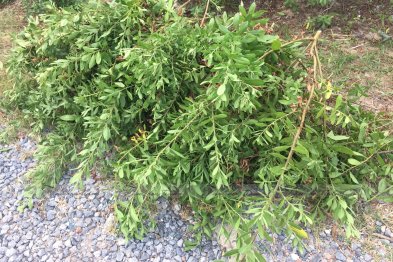 Hái cây thuốc Nam tại Hưng Yên (03.08.2020)