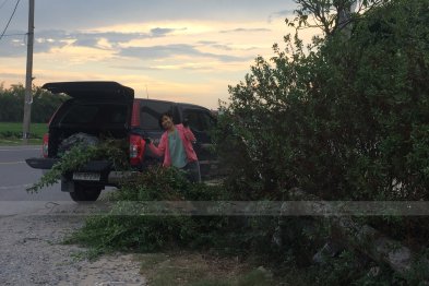 Hái cây thuốc Nam tại Hưng Yên (03.08.2020)