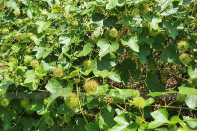 Team Đà Nẵng thu hái cây thuốc (20.06.2020)