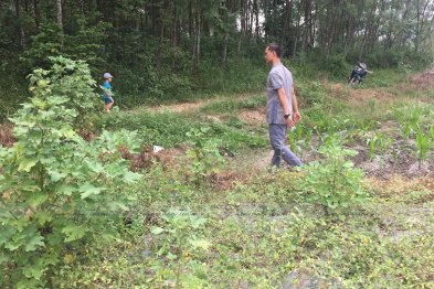 Team thăm mô hình mẫu trồng thuốc gia đình anh Sơn - Vĩnh Phúc (26.07.2020)