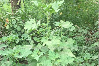 Team thăm mô hình mẫu trồng thuốc gia đình anh Sơn - Vĩnh Phúc (26.07.2020)