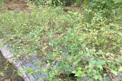 Team thăm mô hình mẫu trồng thuốc gia đình anh Sơn - Vĩnh Phúc (26.07.2020)