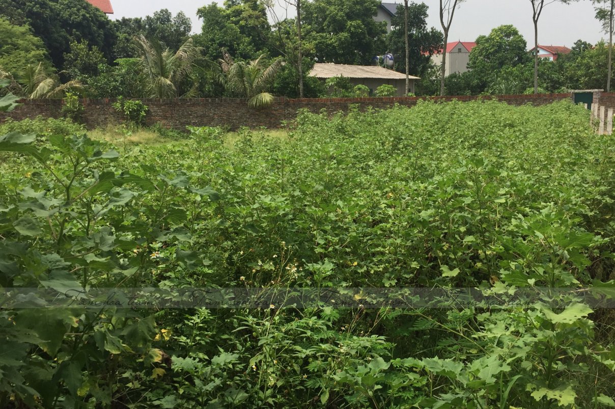 Team thăm mô hình mẫu trồng thuốc gia đình anh Sơn - Vĩnh Phúc (26.07.2020)