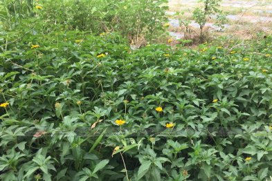 Team thăm mô hình mẫu trồng thuốc gia đình anh Sơn - Vĩnh Phúc (26.07.2020)