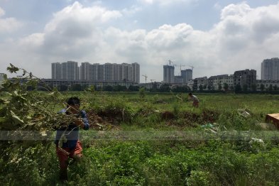 Hái cây thuốc Nam tại Khu ĐT An Khánh - Hà Nội (09.08.2020)