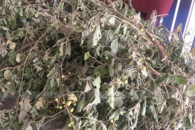 Hái cây thuốc Nam tại Khu ĐT An Khánh - Hà Nội (09.08.2020)